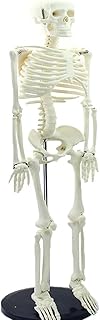 Human Skeleton Model, Life Size Skeleton Replica with Painted Costal Cartilage & Removable Calvarium, Arms & Legs, Great Skeleton for Human Bones and Articulation Anatomy Study