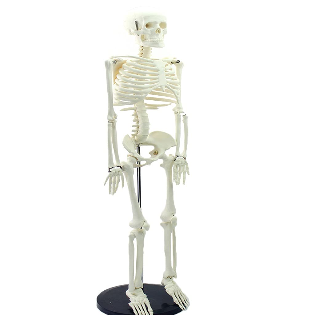 Buy Human Skeleton Model, Life Size Skeleton Replica with Painted