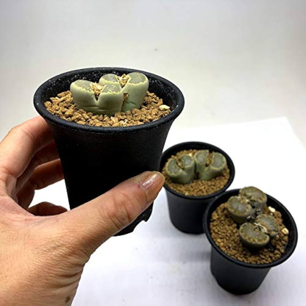 Amazon | 多肉植物：リトープス* | 鉢