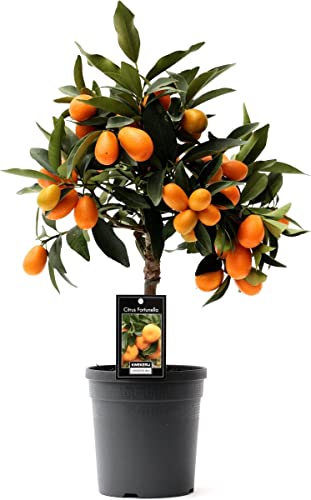 DECOALIVE Kumquat Naranjo Eo Árbol Natural para Terraza y Jardín