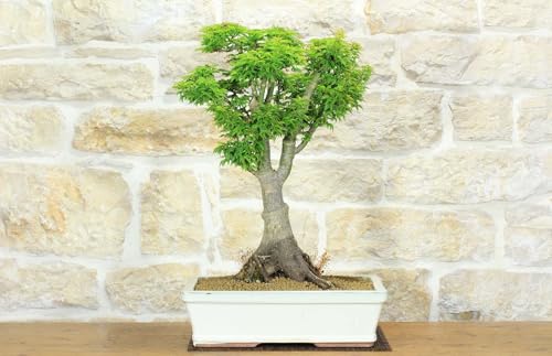Abono Bonsai Kioryoku Marca 