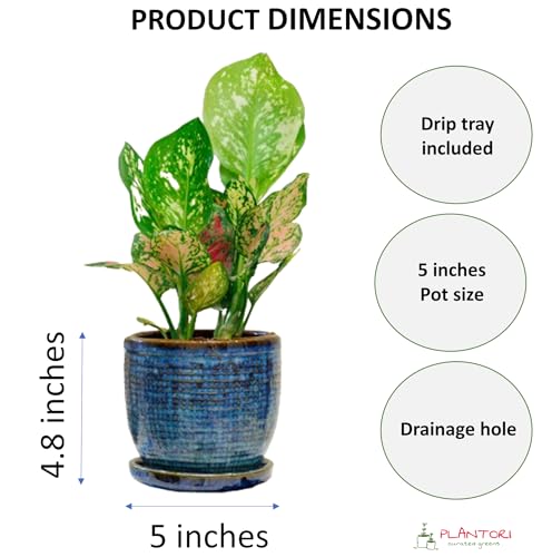 Image of Ceramic Indoor Plant Pots, Ceramic Flower Pots for Home Decoration, Planters, Ceramic Pots with Tray Set (Blue, 5 inches, Set of 2 Indoor Planters)