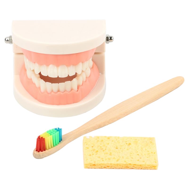 Alipis ModèLe De Dents Educatif Avec Brosse IntéGréE Et MâChoire ArticuléE Kit PéDagogique Pour Enseignement Des Soins Dentaires Enfants Outils Educatifs Dentaire