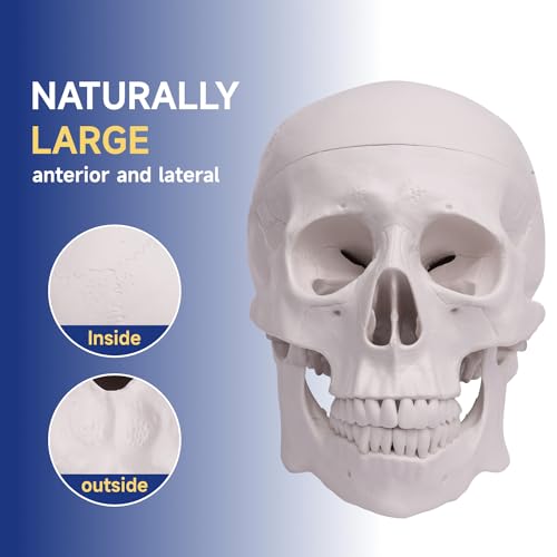 Image of Human Skull Model, Life-Size 3-Part Anatomical Model, Removable Skull Cap and Articulated Lower jaw, Realistic Anatomical Skull Model for Research