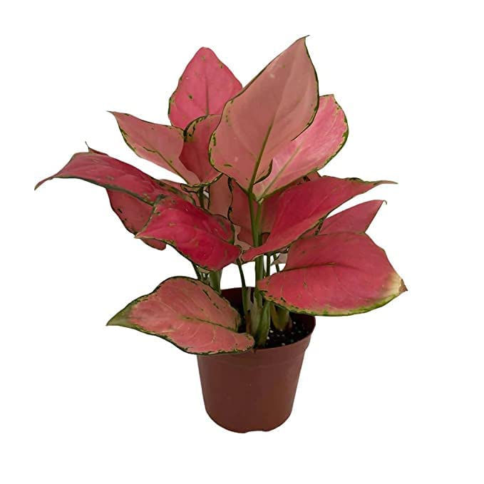 Healthy Vibe Garden Art Aglaonema Auspicious Red Fully Rooted Indoor, Semi Shade.Air Purifer House Plant Healthy Plant (B0BGM3B1H3) Amazon Price History, Amazon Price Tracker