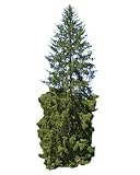 Gemeine Fichte (Picea abies) 30 Samen (Heimisch und Winterhart) auch Gewöhnliche Fichte, Rotfichte oder Rottanne genannt