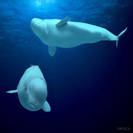 Beluga Whales interrupteur à baïonnette 3dRose plaque murale Delphinapterus Leucas