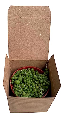 Succulent Plant In Gift Box String Of Pearls (Senecio Rowleyanus) - Live Trailing Plants Fully Rooted & In Bloom - Rare House Plant For Home Office Wedding Hanging Decoration - 4" Pot With Soil Mix #TOP1