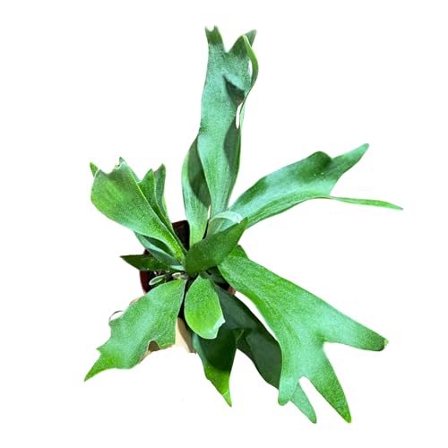 PLANTVERS Live Fern Plant in a 4" Nursey Pot |