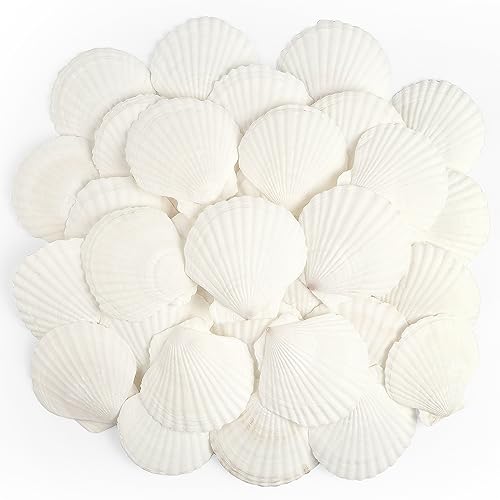 Jangostor 20 PCS Scallop Shells Natural Seashell, 2.3