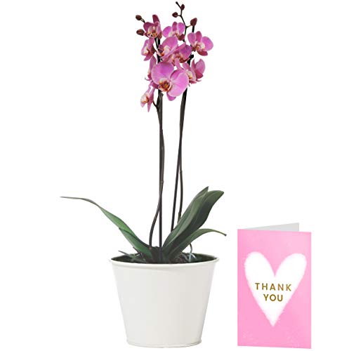 Pink Phalaenopsis Orchid Plant Delivered | Free UK Delivery | Pot Included | Free Personalised Card & Message | Our Orchids are The Perfect Indoor House Plants | Ideal Fresh Flower Gift for The Home