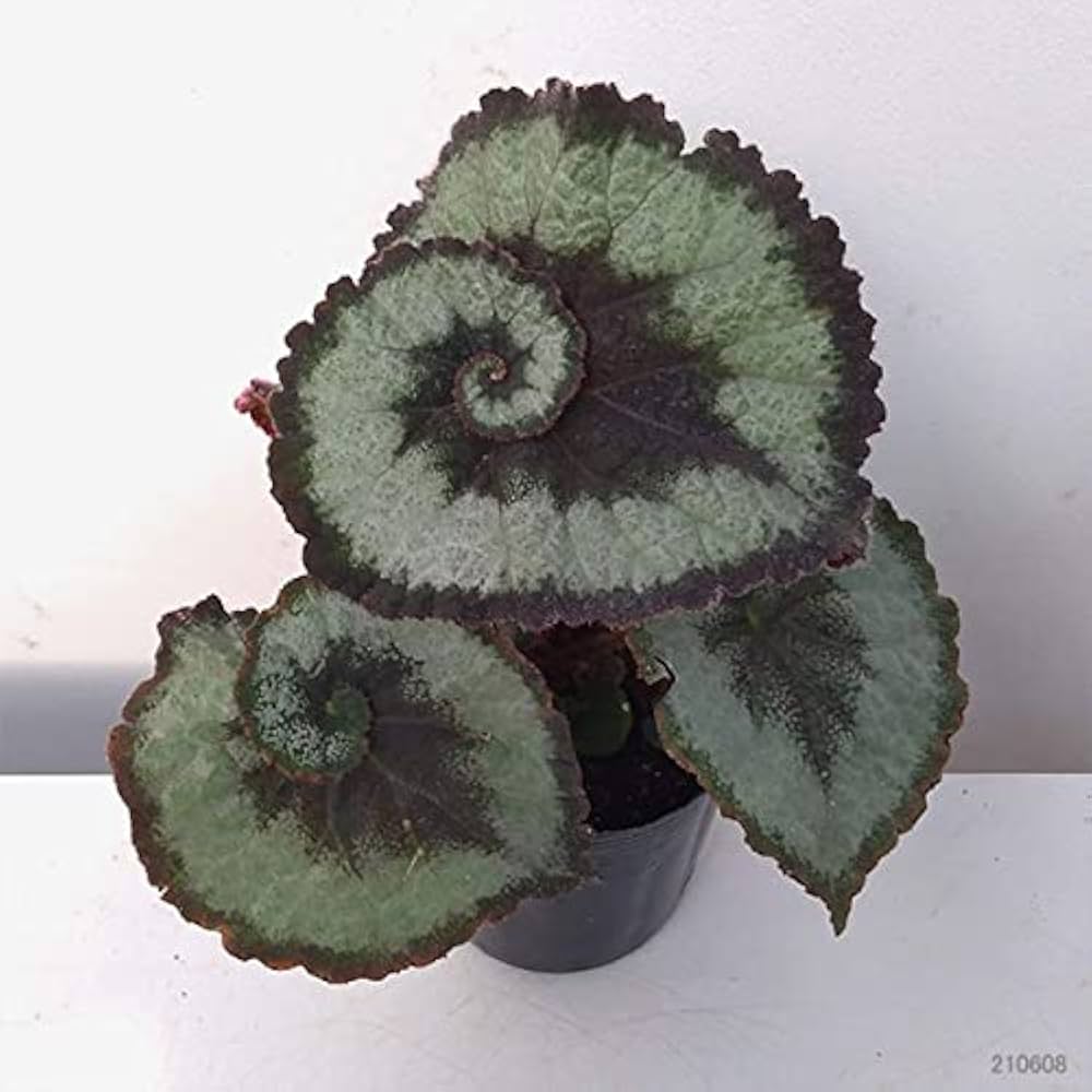 【さらにお値下げしました】ベゴニア百科 よしだ2号 (@begonia_ysd) / X