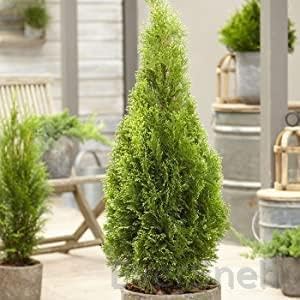 See full amazon price history chart for EverSneh Live Real Morpankhi/Thuja Compacta Christmas Tree with Pot EverSneh Live Real Morpankhi/Thuja Compacta Christmas Tree with Pot (B0B639GF8V) Amazon Price History, Amazon Price Tracker
