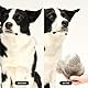 Tangle Teezer Pet Teezer Fellpflegebürste für kleine Hunde – Hundebürste für Trocken- oder Badegebrauch – Die perfekte Bürste für Hunde – Dunkelblau & Hellblau