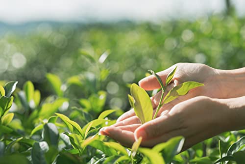 Southern Sweet Tea Company Peach Tea - 12-Pack 16Oz Sweet Peach Iced Tea - Handcrafted Natural Black Tea With Peach Flavor - No Colors, All Natural - Pure Water And Pure Cane Sugar #TOP4