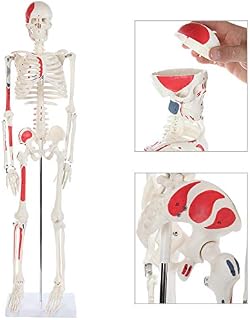 Anatomy Lab Half Life Size Painted and Numbered Human Skeleton Model, 35" Anatomical