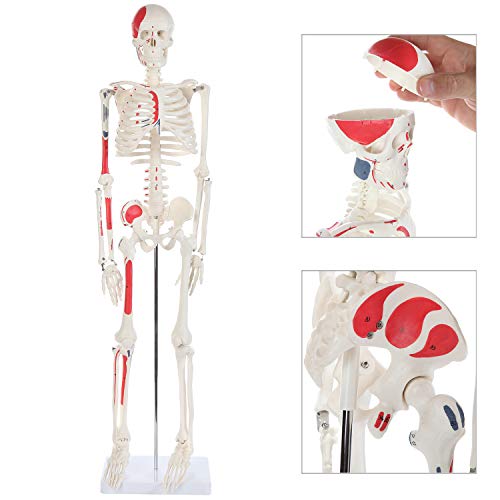 Anatomy Lab Half Life Size Painted and Numbered Human Skeleton Model, 35" Anatomical