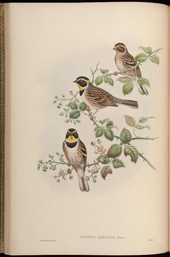 Cuadro animale uccello Euspiza Elegans John Gould lienzo hogar 60x90