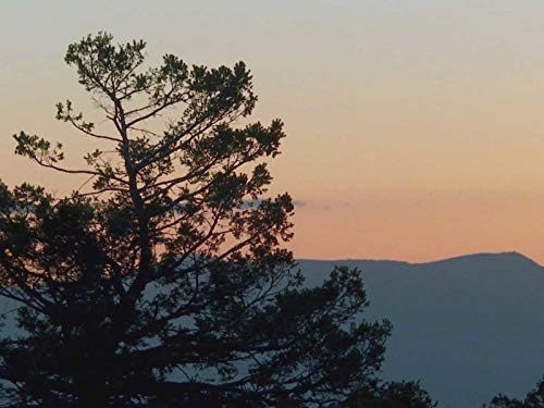 A Lesson in Conservation History: New Mexico Turkey