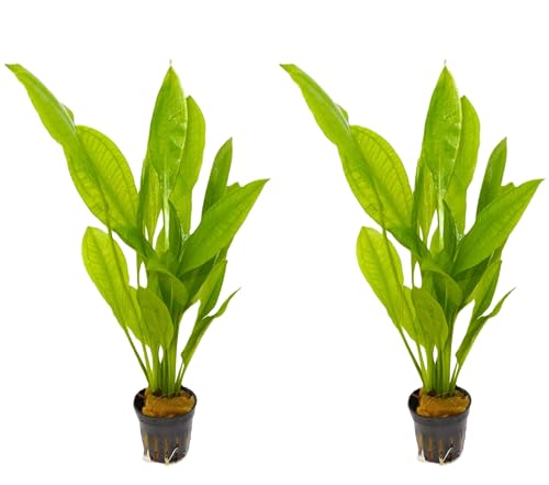 WASSERPFLANZEN WOLFF - 2 Töpfe schöne Große Amazonas-Schwertpflanze/Echinodorus bleheri, Breite Amazonasschwertpflanze Aquarium Klassiker Hintergrund Solitärpflanze