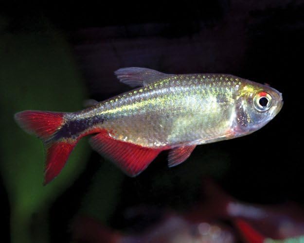 6-Pack Buenos Aires Tetra Live Fish for Freshwater Aquariums – Active, Hardy Community Schooling Fish with Silver Bodies and Red Markings for Added Movement, Color, and Visual Appeal in Home Tanks