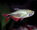 6-Pack Buenos Aires Tetra Live Fish for Freshwater Aquariums – Active, Hardy Community Schooling Fish with Silver Bodies and Red Markings for Added Movement, Color, and Visual Appeal in Home Tanks
