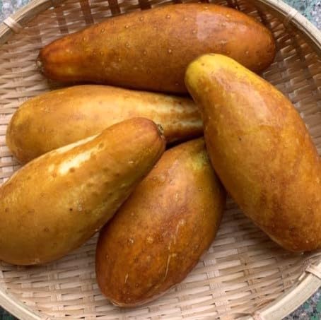 Amazon.co.jp: モウイ 約1kg 赤瓜 沖縄キュウリ シャキシャキ 沖縄県 Amazon.co.jp: モウイ 約1kg 赤瓜 沖縄キュウリ シャキシャキ 沖縄県