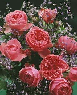 'Leonardo da Vinci' -R-, Beetrose im 4 L Container Cover