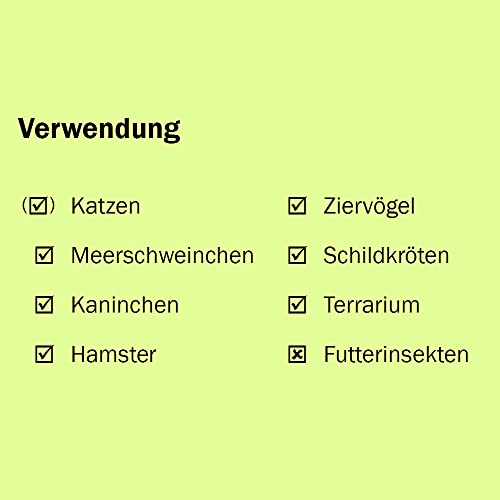 Petsnack Bio Callisia (Schönpolster) im Topf (3 Stück) ║ BIOLAND-Qualität, garantiert frei von synthetischen Pflanzenschutzmitteln ║ Höhe mit Topf 15-20 cm ║ sofort gebrauchsfertig. - Image 5