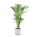 Costa Farms Cat Palm Live Plant in Decorative Pot, Large Indoor Houseplant, Perfect for Home, Room, or Office Decor, Great House Warming or Birthday Gift, 3-4 Feet Tall