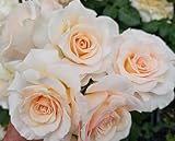 French Lace Rose Bush, Rose Bushes Ready to Plant, 2 Quart Pot, Plant Gifts, Roses Live Plants (White, Light Apricot - French Lace)