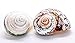 Hermit Crab Shells | Turbo Shells | 1 African Sarmaticus and 1 Green Banded Turbo Shell 2