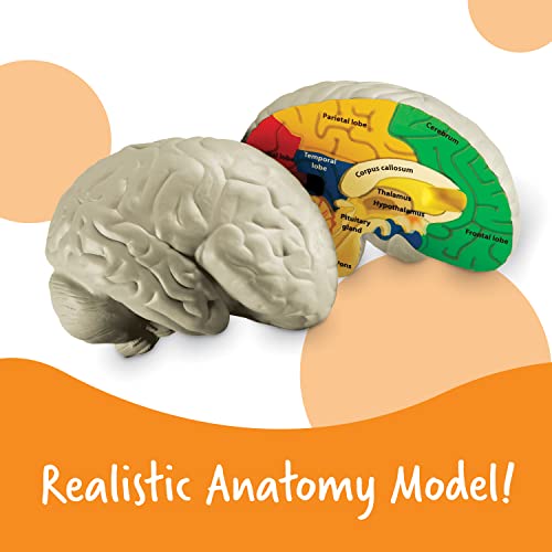 Learning Resources LER1903 Cross-Section Brain Model - 2 Pieces, Ages 7+ Brain Anatomy Model thumb #1
