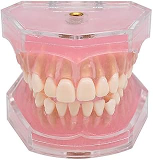 RZJZGZ Dental Demonstration Teeth Model - Standard Study Teaching Dental Mode with All