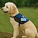 Please Pet Me ID Patch Tag - Clips to Service Dog Vest, Therapy Dog Vest, Harness, Collar, Leash, or Carrier