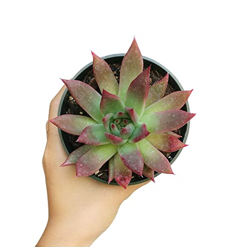 Echeveria Agavoides Lipstick Succulent | Healthy Succulent Echeveria Live Easy Care Indoor House Plant, Fully Rooted In 2/4 Inch Sizes (2 Inch) #TOP2