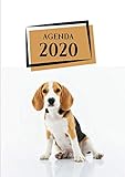 Agenda: Semainier - Grand Format A4 - Animaux Chien Beagle Noir Orange - Calendrier Janvier à Décembre
