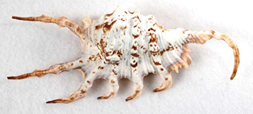 Preisvergleich Produktbild Muschel LAMBIS scorpio von 10 -15 cm, sehr dekorativ