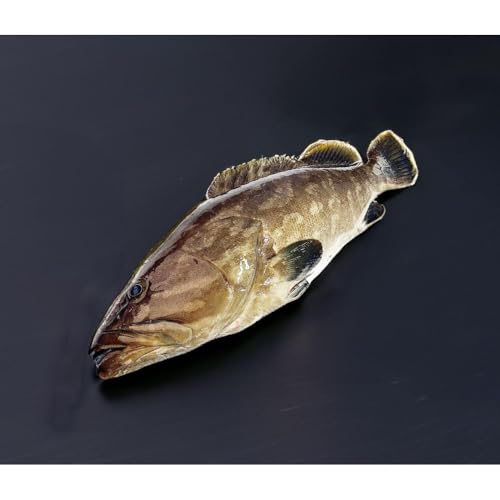 対馬産クエ 丸ごと1匹!1.8kg以上!