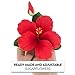 Global Sugar Art Hibiscus Sugar Cake Flowers Spray, Red Hawaiian Cake Flower Large, 1 Count by Chef Alan Tetreault