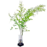 Amazon | 【monoKOZZ】【倒れず飾れる枝ものスタンド~Eda stand