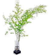Amazon | monoKOZZ｜倒れず飾れる枝ものスタンド｜standard｜角・丸