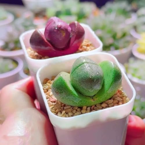 観葉植物 紫 多肉植物」の人気商品一覧 | 安い商品を通販サイトから