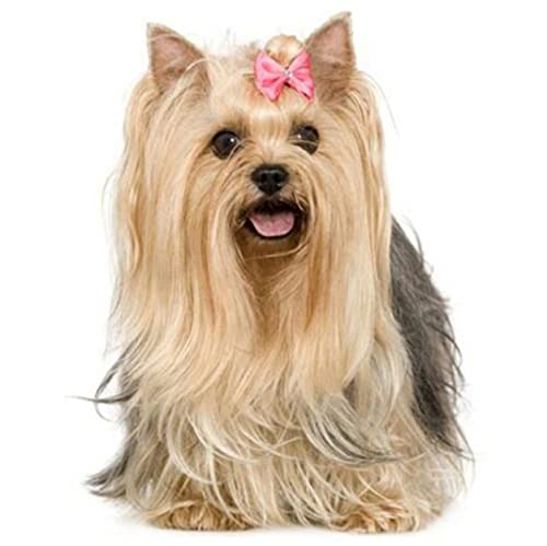 Kit d'art diamant chiot poil long pour décorer votre salon chaleureux