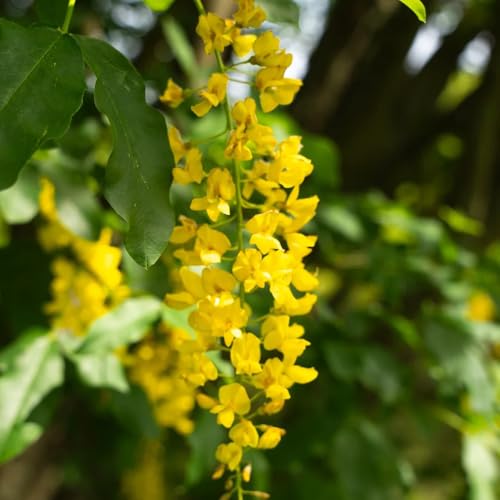 semillas de laburno - de balcón resistentes Laburnum anagyroides - semillas de Las de jardín son perennes resistentes 60pcs