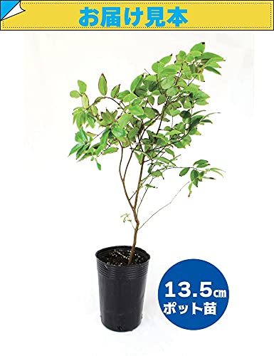 Amazon.co.jp: ジャボチカバ 苗 13.5cm ポット 実生 インテリア 観葉