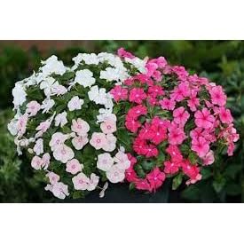 Sementes Vinca Anã Sortida 100mg Maria Sem Vergonha Flores Vasos Jardins