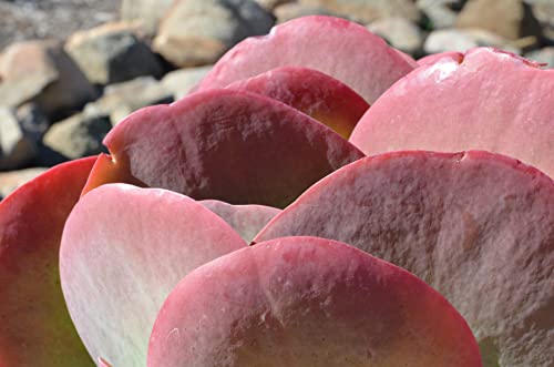 Altman Plants, Flapjack Kalanchoe Plant Real Succulents Live Indoor Plants, Kalanchoe Plants Live Succulents Plants Live House Plants Live, Succulent Plants Live Plants Indoor Plants Live Houseplants #TOP6