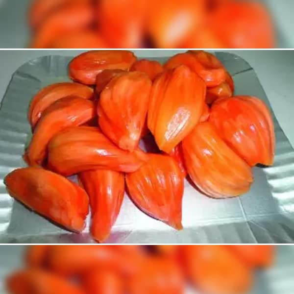 Dejestqoo Thai All Time Rare Dwarf Red Jackfruit Imported Live