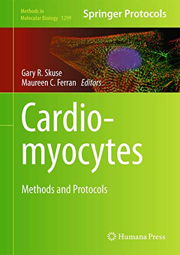 Cardiomyocytes view 2